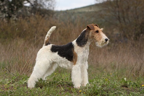 Assurance chien pour Fox Terrier à poil dur